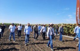 Corteva floarea soarelui pioner - agroexpert.md