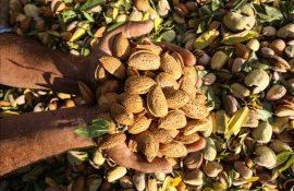 fermieri recoltare migdale Moldova - agrexpert.md