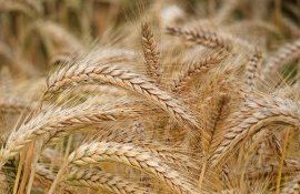 grâu Rusia Preț - agroexpert.md