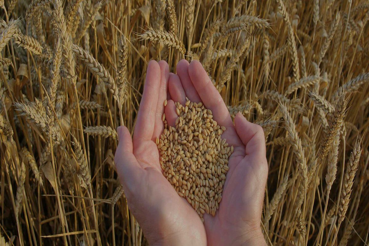 Ucraina judecată Polonia Ungaria Slovacia restricții cereale - agroexpert.md