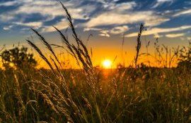 vară caniculă deficit ploaie culturi agricole - agroexpert.md