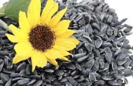 import floarea soarelui - agroexpert.md