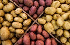 В Молдове начал дешеветь картофель, причина – поставки из Украины - agroexpert.md