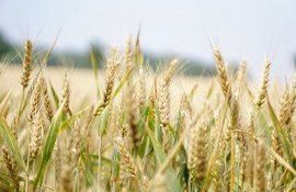 grâu export România - agroexpert.md