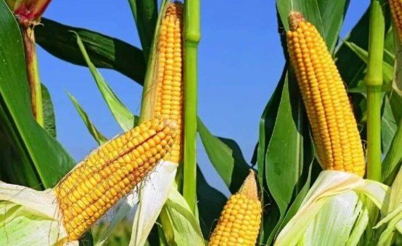 Влагоотдача кукурузы: как увеличить рентабельность фермерам - agroexpert.md