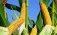 Влагоотдача кукурузы: как увеличить рентабельность фермерам - agroexpert.md