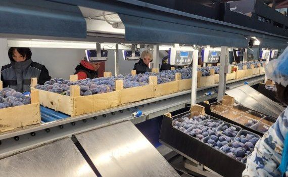 rețea supermerket Germania import fructe Moldova - agroexpert.md