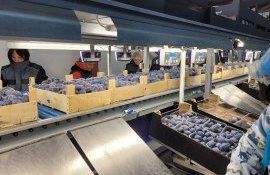 rețea supermerket Germania import fructe Moldova - agroexpert.md