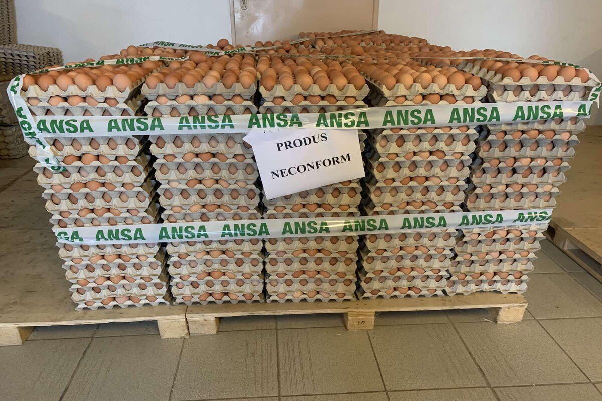 Ouă salmonella retrase comerț - agroexpert.md