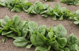 spanac legume plante - agroexpert.md