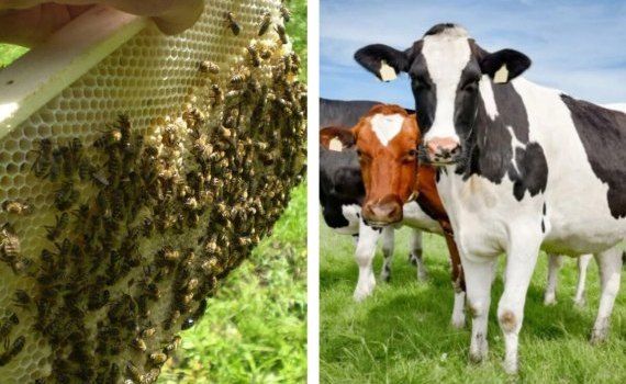 modificări legea apiculturii și zootehniei - agroexpert.md