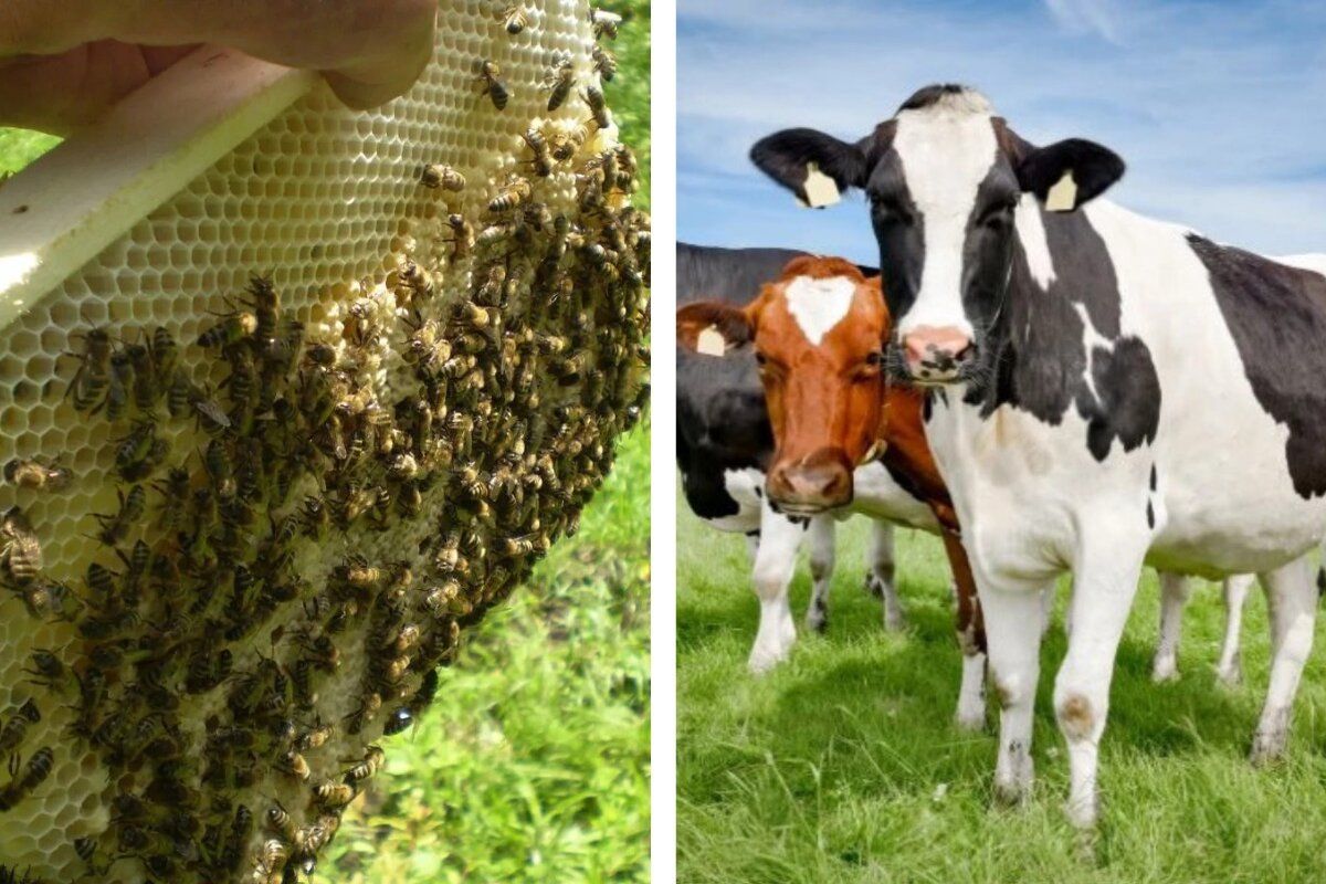 modificări legea apiculturii și zootehniei - agroexpert.md