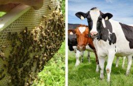 modificări legea apiculturii și zootehniei - agroexpert.md