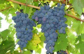 «Молдова» поехала в Монголию – обзор старта сезона столового винограда - agroexpert.md