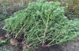 cânepă Drochia Poliția - agroexpert.md