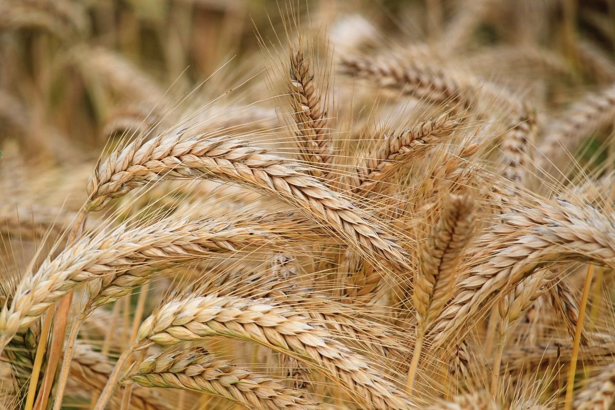 cereale grâu ucraina restricții - agroexpert.md