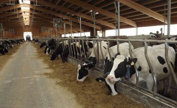 lapte vaci ferme - agroexpert.md