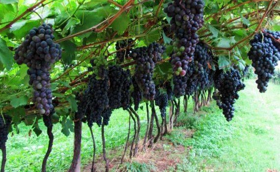 Управление спящей почкой на виноградниках дает два урожая за сезон - agroexpert.md