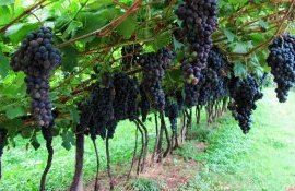 Управление спящей почкой на виноградниках дает два урожая за сезон - agroexpert.md
