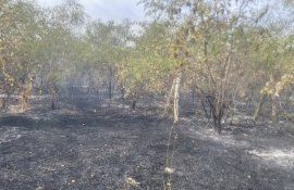 incendiu terenuri agricole distruse - agroexpert.md