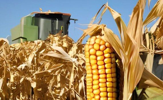 За выращивание поздней кукурузы фермеры могут получить взыскание - agroexpert.md