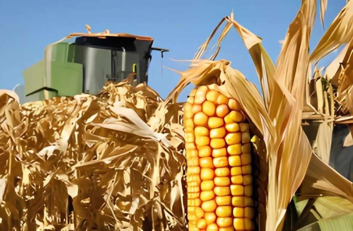 За выращивание поздней кукурузы фермеры могут получить взыскание - agroexpert.md