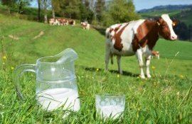 plăți litru lapte vacă AIPA - agroexpert.md