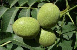 Уборка грецкого ореха в Молдове начнется позже и может затянуться - agroexpert.md   