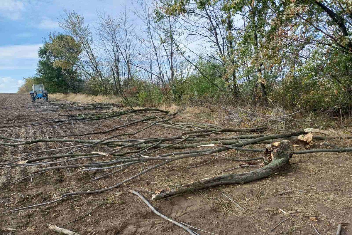 tăieri ilegale fâșie de protecție a terenurilor agricole - agroexpert.md