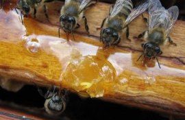Hrănirile de completare la albine: Recomandările expertului
