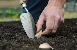 Посадка озимого чеснока с закрепом и простой график подкормки - agroexpert.md