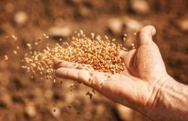 cereale escrocherie - agroexpert.md