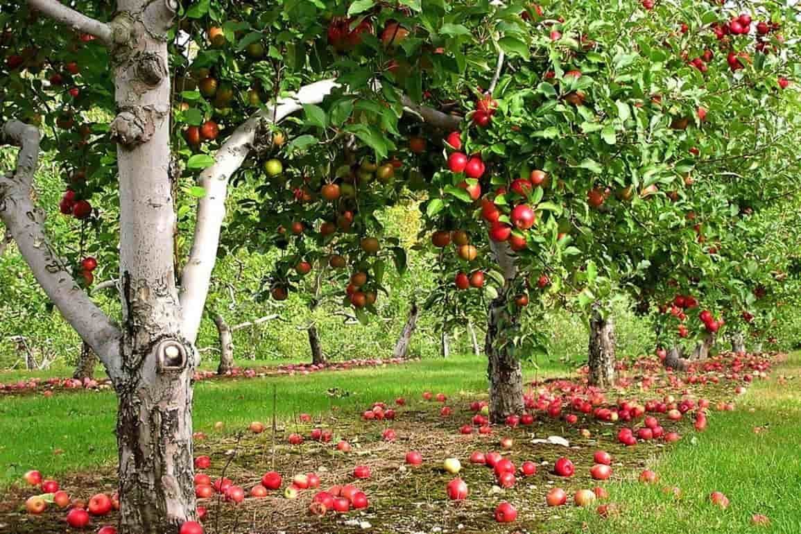 Промышленные яблоки: не плоды кризиса, а антикризисное решение - agroexpert.md