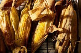 Погодные условия наложили свой отпечаток: Какой урожай кукурузы ожидается