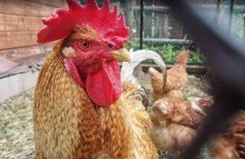 В Германии вывели кросс кур для органического птицеводства - agroexpert.md