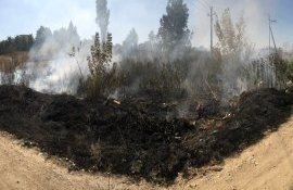 incendiu câmp agricol porumb - agroexpert.md