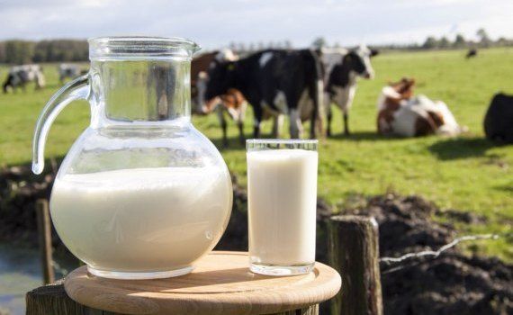 Какие факторы влияют на качество коровьего молока? - agroexpert.md