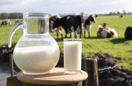 Какие факторы влияют на качество коровьего молока? - agroexpert.md