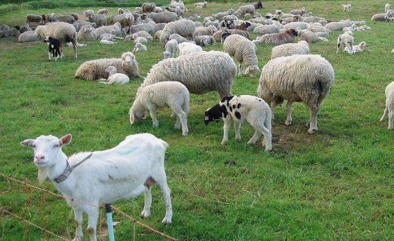 IFAD берется за овец, коз и овощи – в Молдове объявлено о новом проекте - agroexpert.md