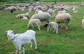 IFAD берется за овец, коз и овощи – в Молдове объявлено о новом проекте - agroexpert.md