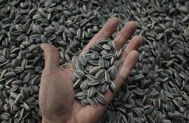 semințe de floarea soarelui import - agroexpert.md