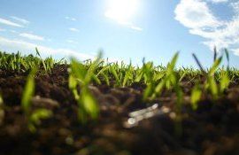 stres culturi FAO - agroexpert.md