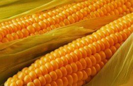 Corteva и Tropic создадут устойчивые к болезням кукурузу и сою - agroexpert.md