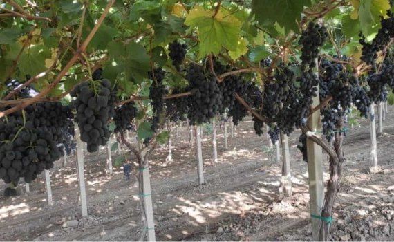 Семинар в Тараклии: технология «пергола» при производстве винограда - agroexpert.md