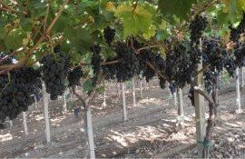 Семинар в Тараклии: технология «пергола» при производстве винограда - agroexpert.md