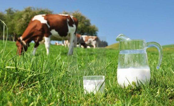 На молочном рынке Молдовы пока летние цены и объемы сырья - agroexpert.md