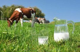 На молочном рынке Молдовы пока летние цены и объемы предложения сырья