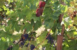 IGSU intoxicare fermentare vin