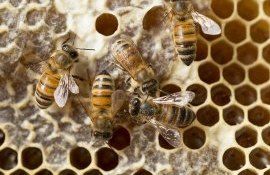 Schema de tratare a albinelor antivarroa pentru toamna 2023