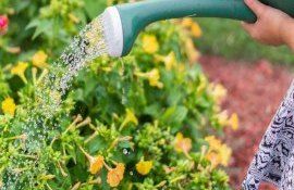 soluții naturale combatere dăunători boli - agroexpert.md